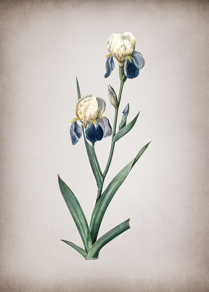 Vintage Elder Scented Iris