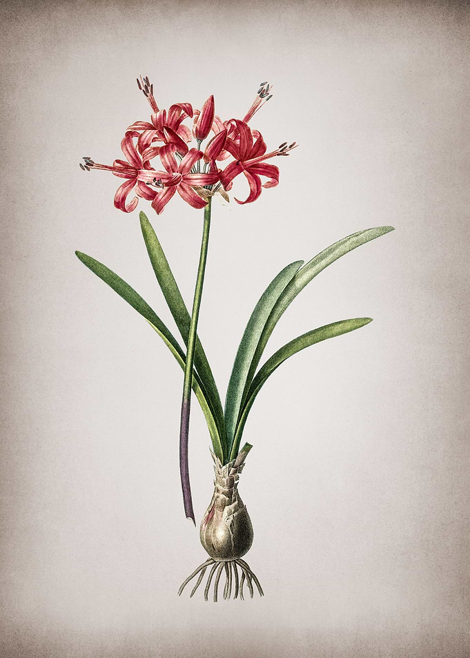 Vintage Guernsey Lily