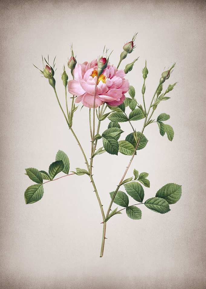 Anemone Sweetbriar Rose