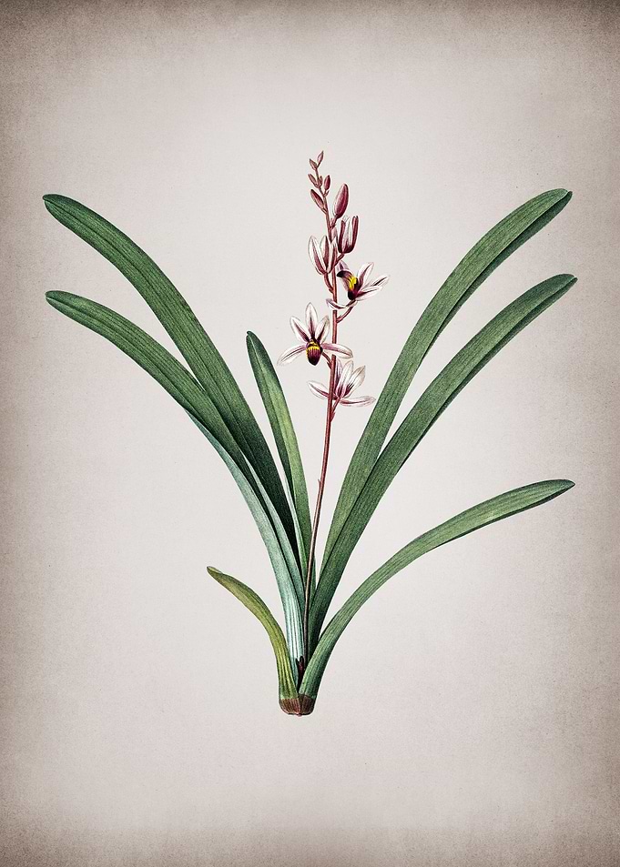 Boat Orchid