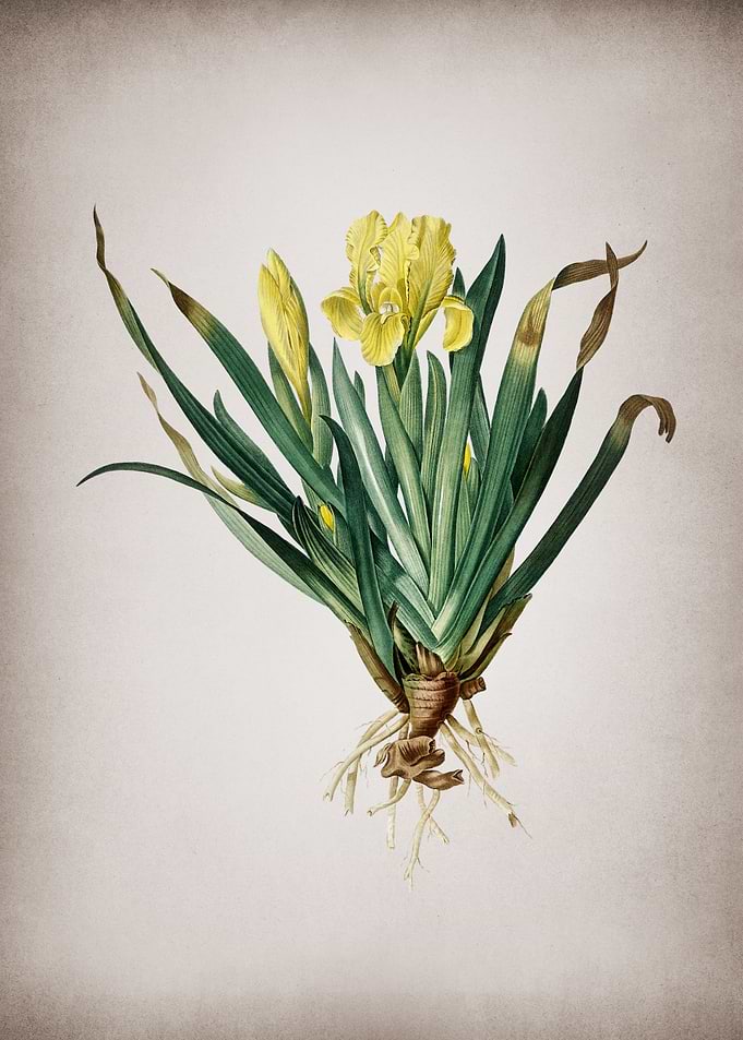Vintage Crimean Iris