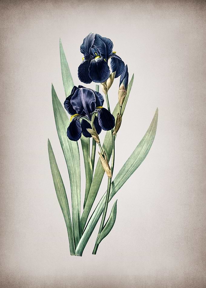Vintage German Iris
