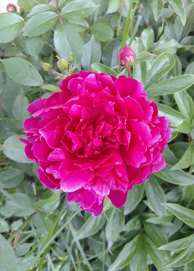 The gift of peony