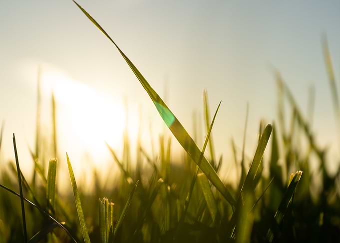 Grass straws