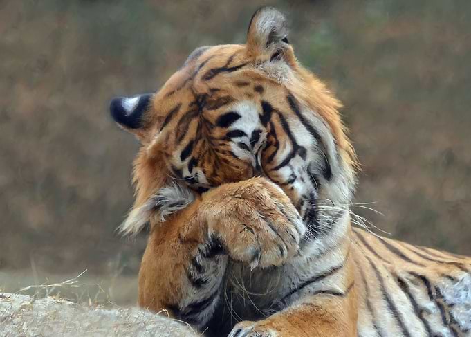 Royal Bengal Tiger