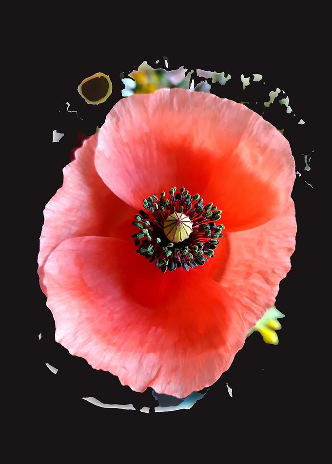 Poppy symphony