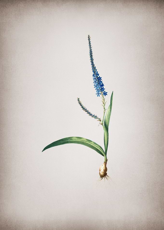 Vintage Ixia Plantaginea
