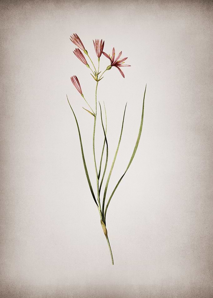 Vintage Amaryllis Montana
