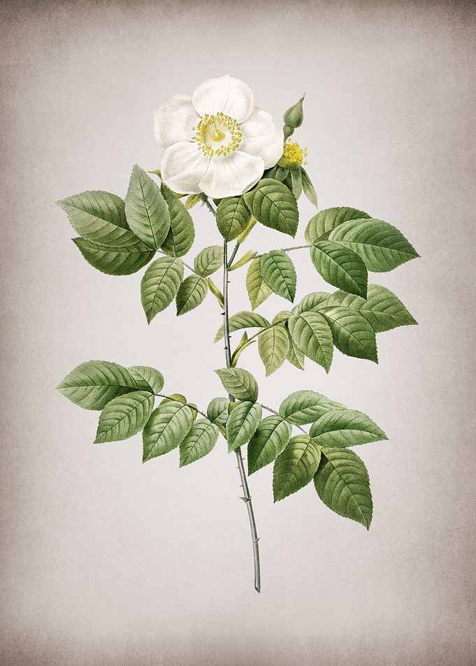 Blooming Leschenaults Rose