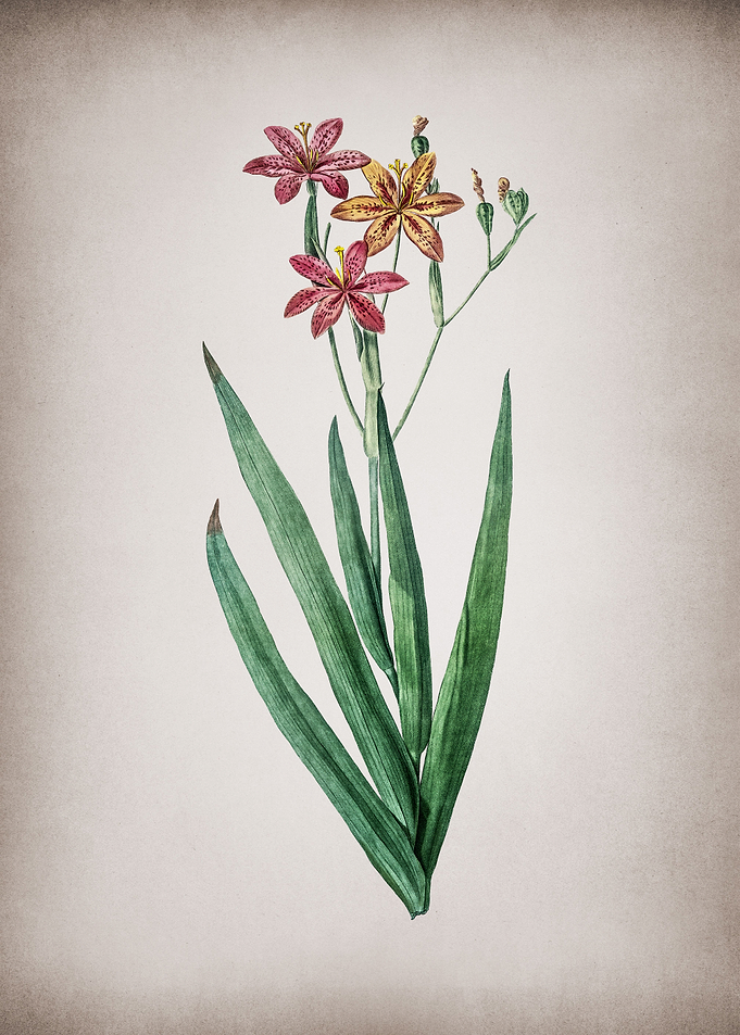 Vintage Blackberry Lily