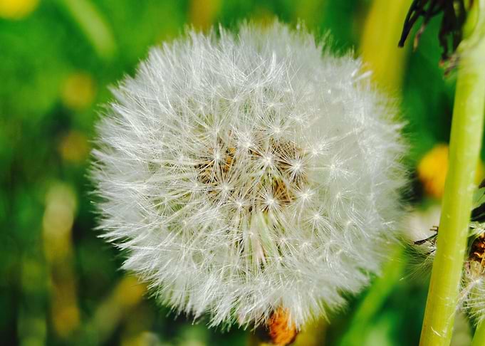 Colorful Dandelion