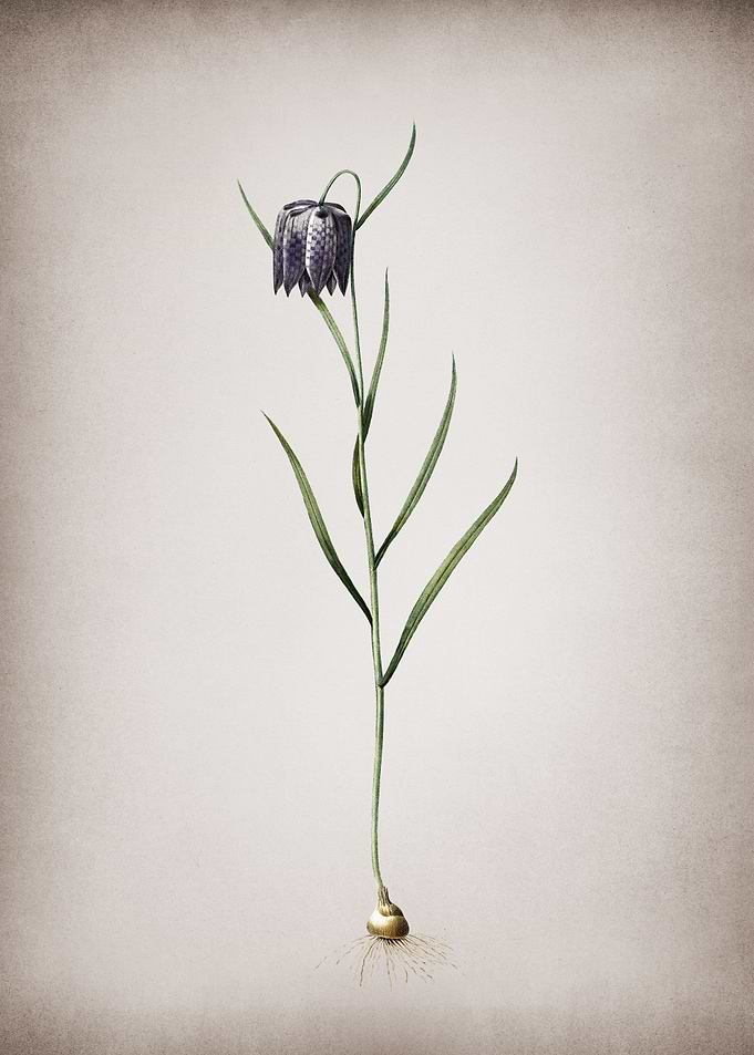 Chess Flower