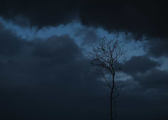 Dead tree