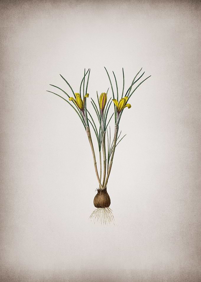 Cloth of Gold Crocus