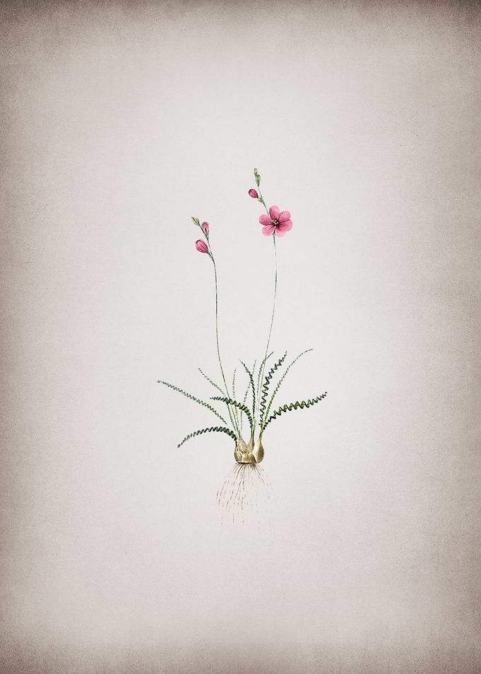 Vintage Ixia Crispa