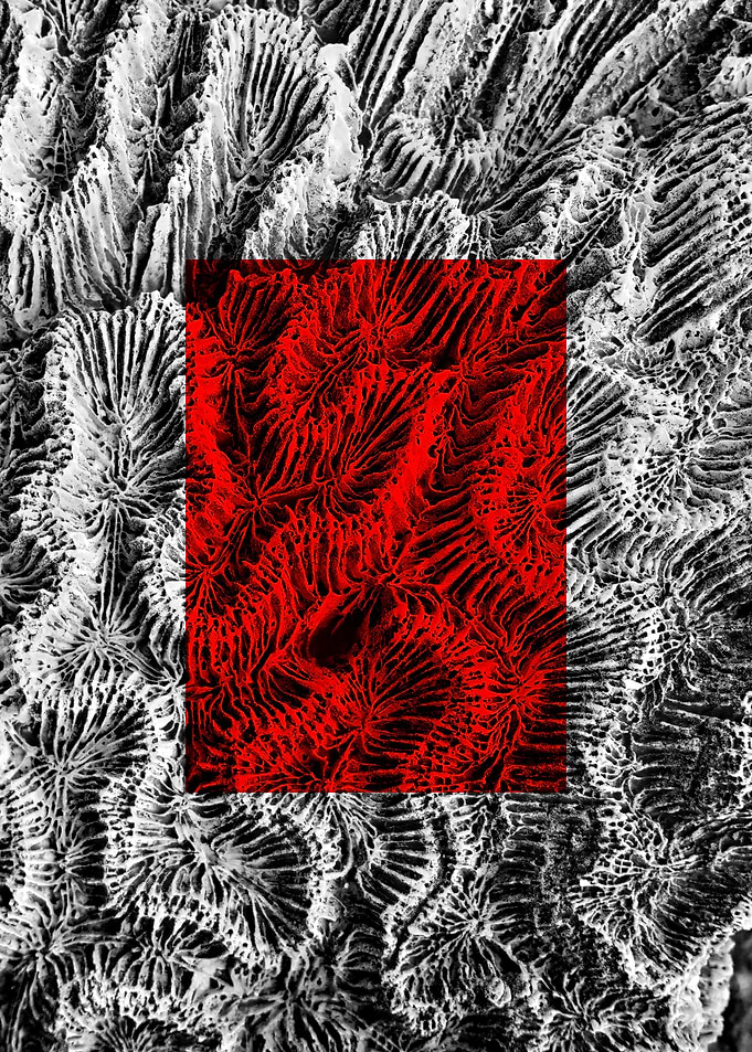 Red Macros of Nedunteevu