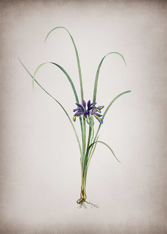 Vintage Grass Leaved Iris