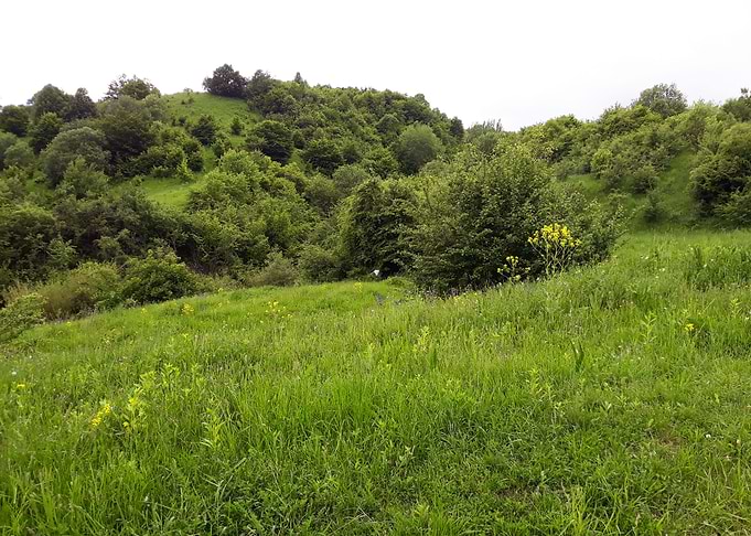 Green forest