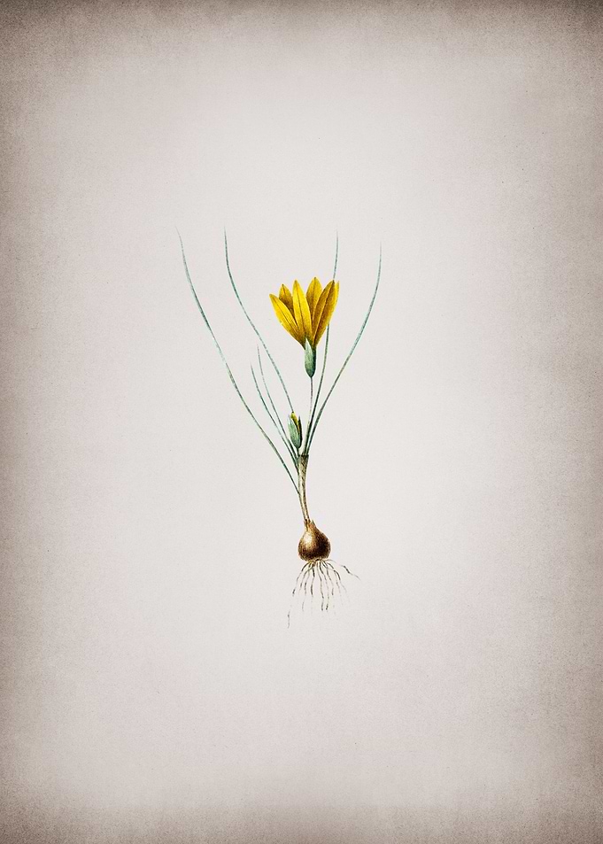Vintage Ixia Filifolia