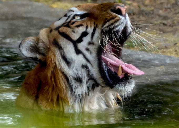 Royal Bengal Tiger