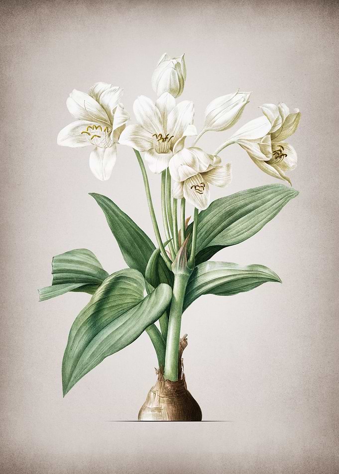 Vintage Crinum Giganteum