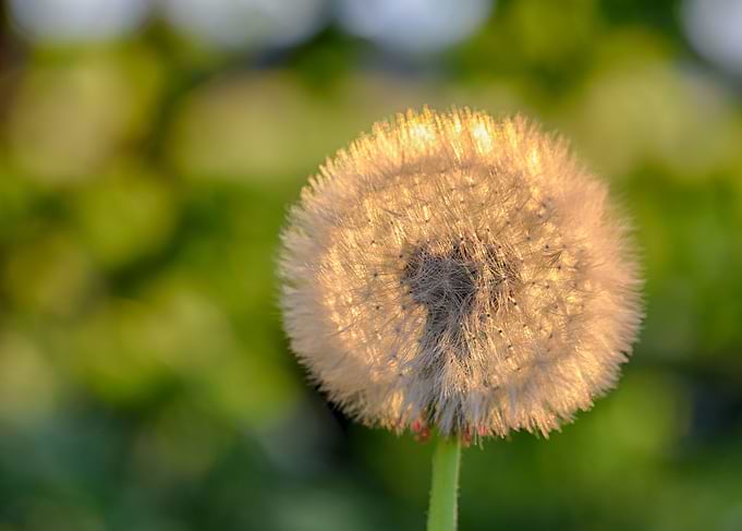dandelion