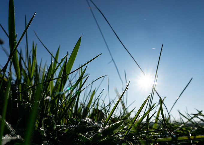 Grass dew III