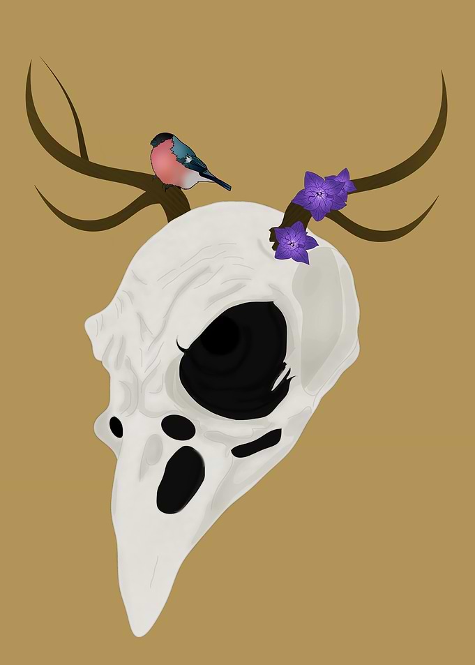 Bird skull