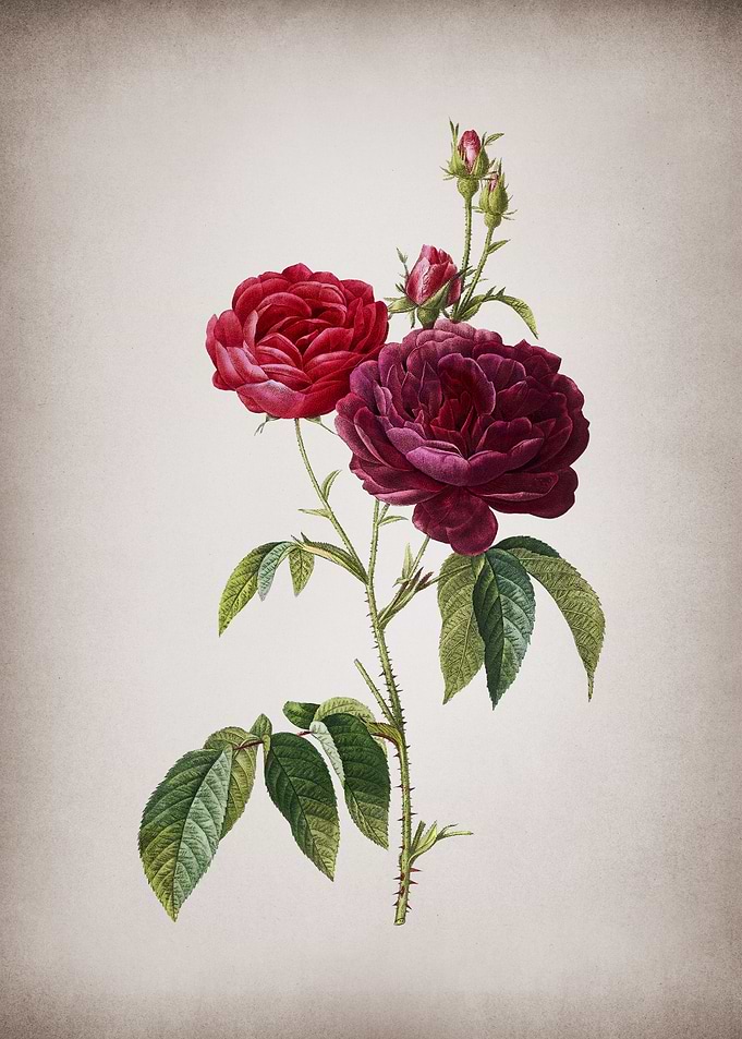 Blooming Purple Roses