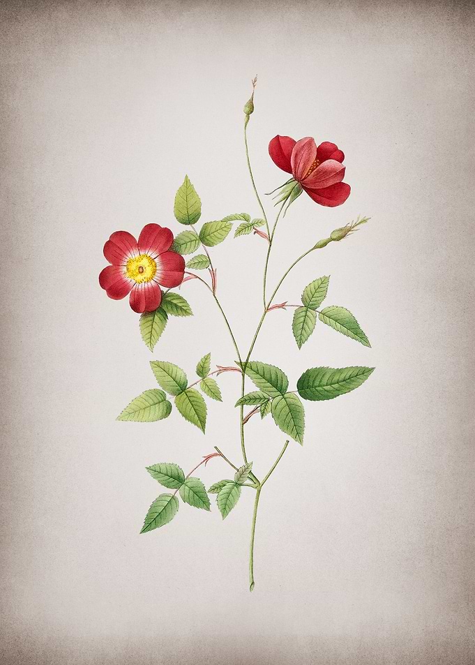 Indica Stelligera Rose