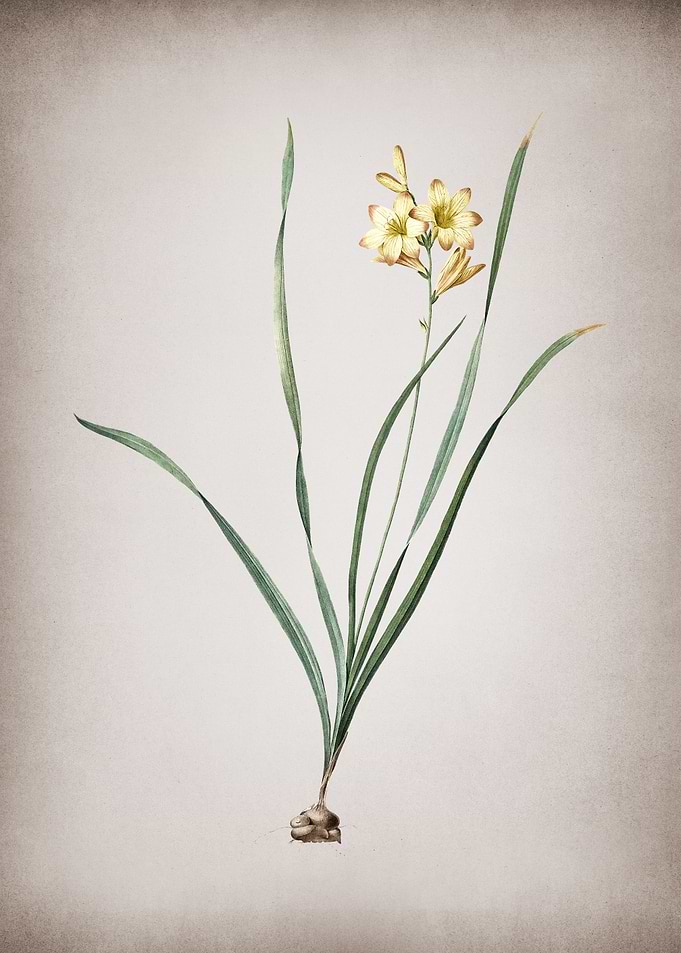 Vintage Gladiolus Lineatus