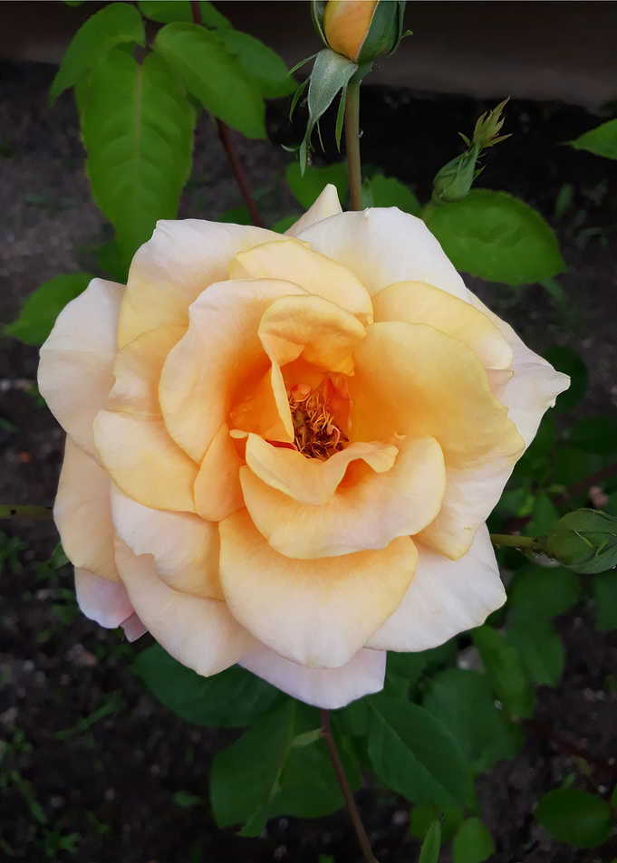 Rose perfection