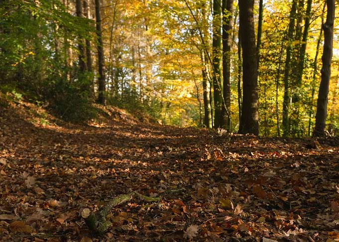 Autumn leaves