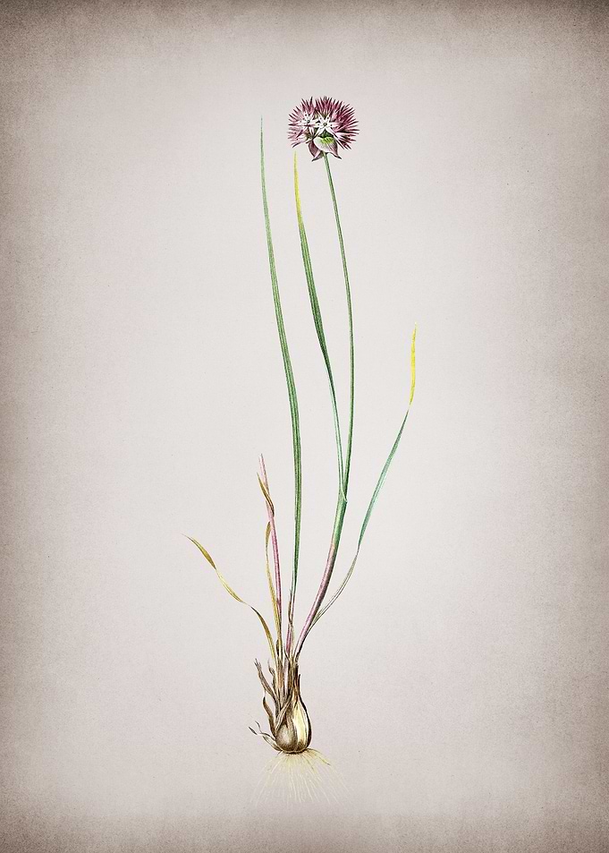 Vintage Allium Foliosum