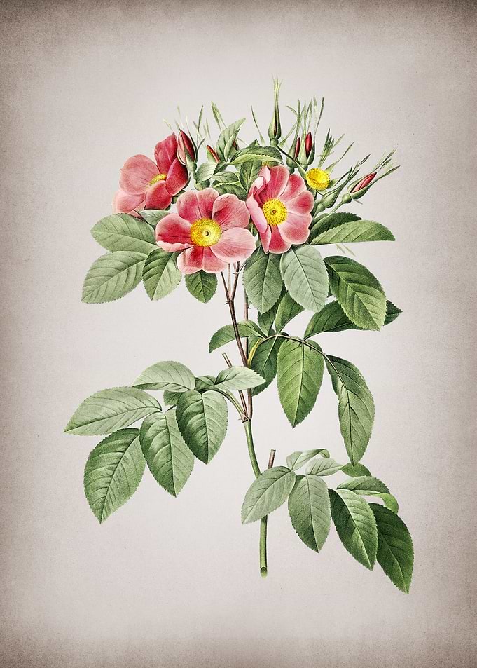 Blooming Pasture Rose