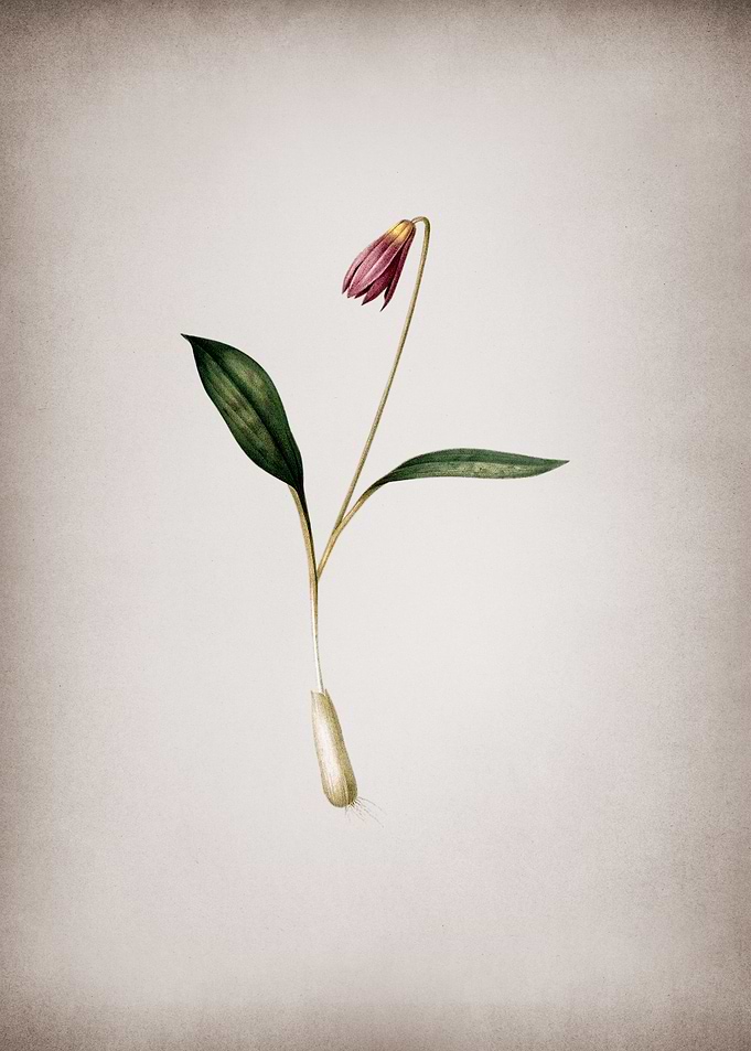 Vintage Erythronium