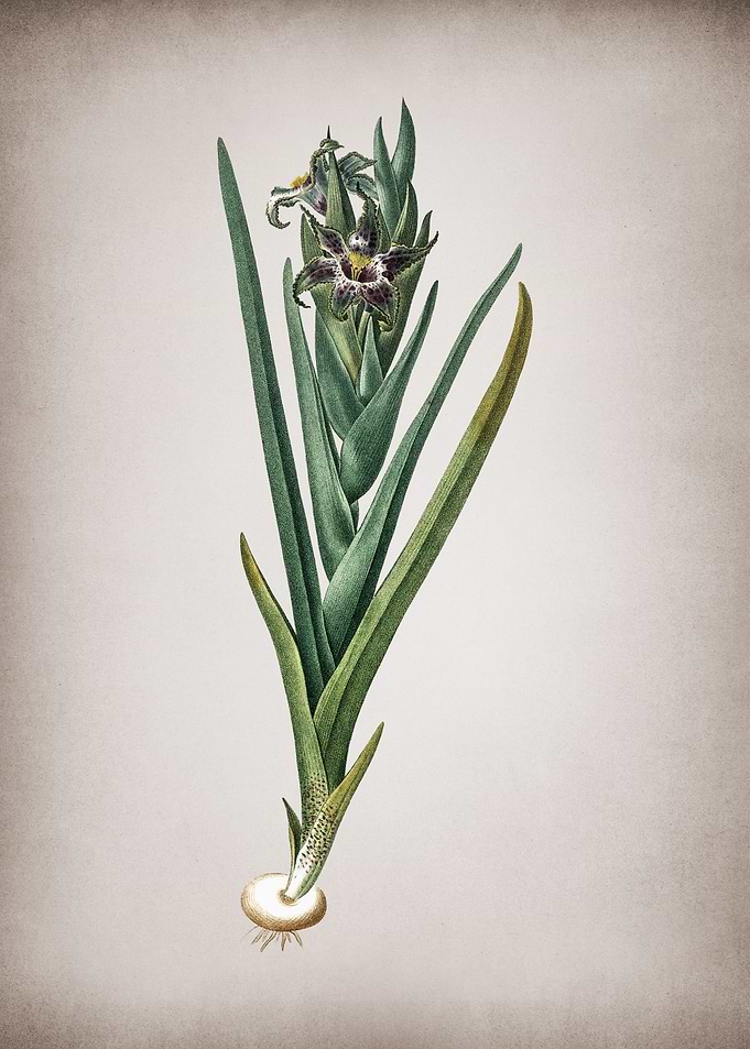 Vintage Ferraria