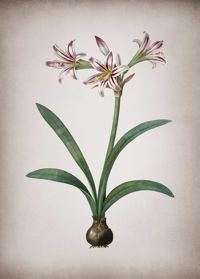 Vintage Amaryllis