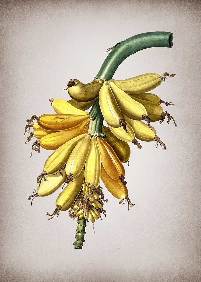 Vintage Banana