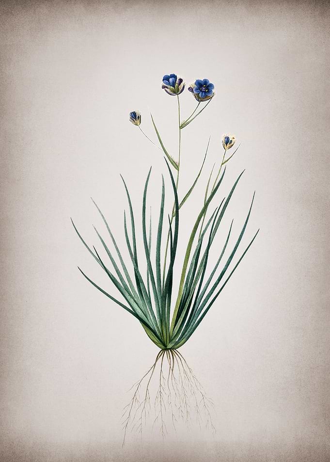 Blue Corn Lily