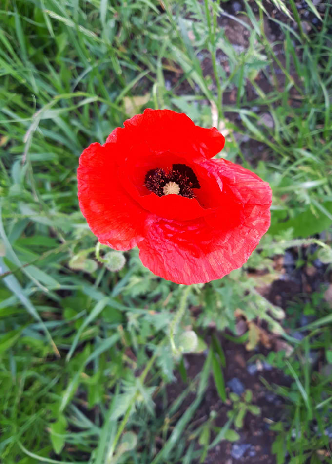 Poppy