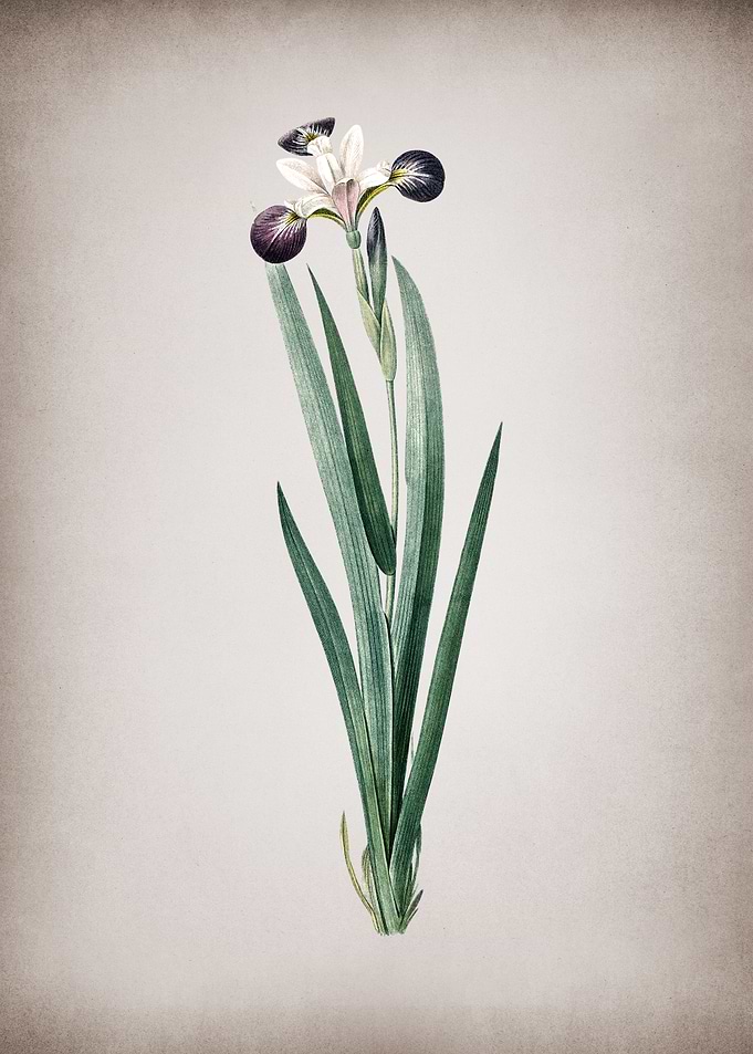 Vintage Harlequin Blueflag