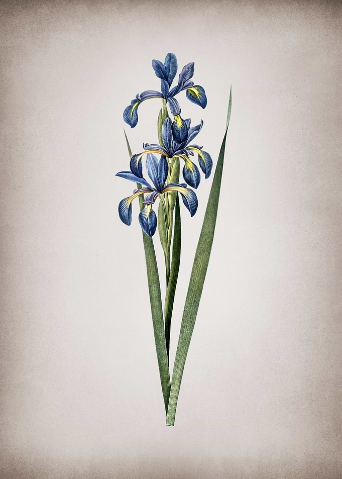 Blue Iris