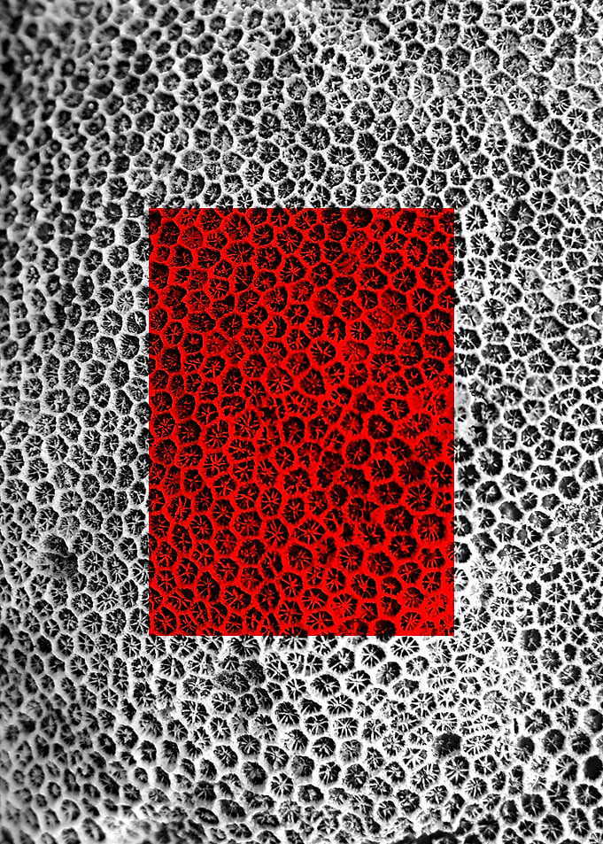 Red Macros of Nedunteevu