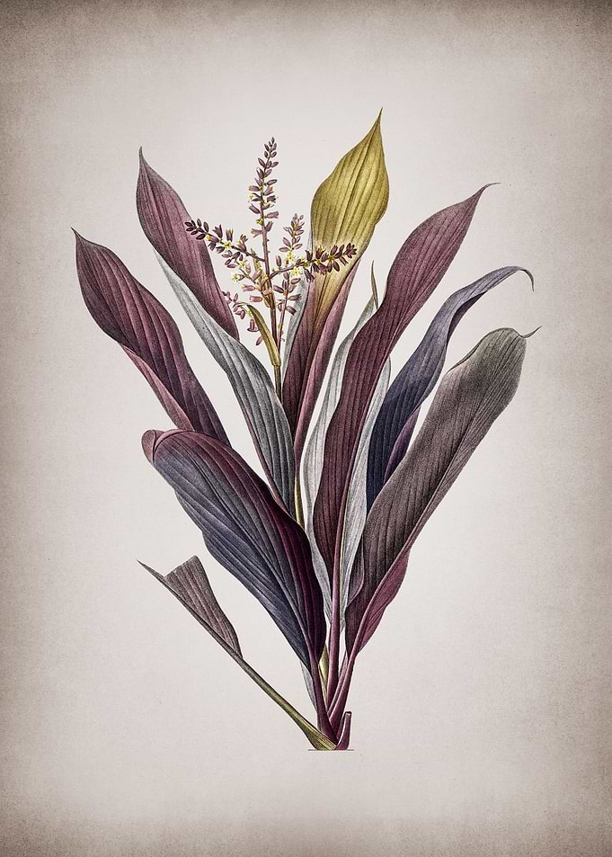 Cordyline Fruticosa