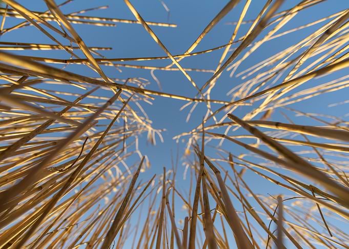 Reed II