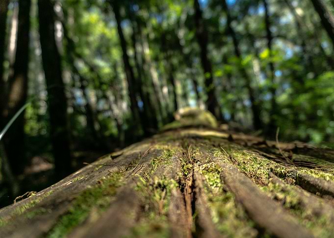 mossy tree