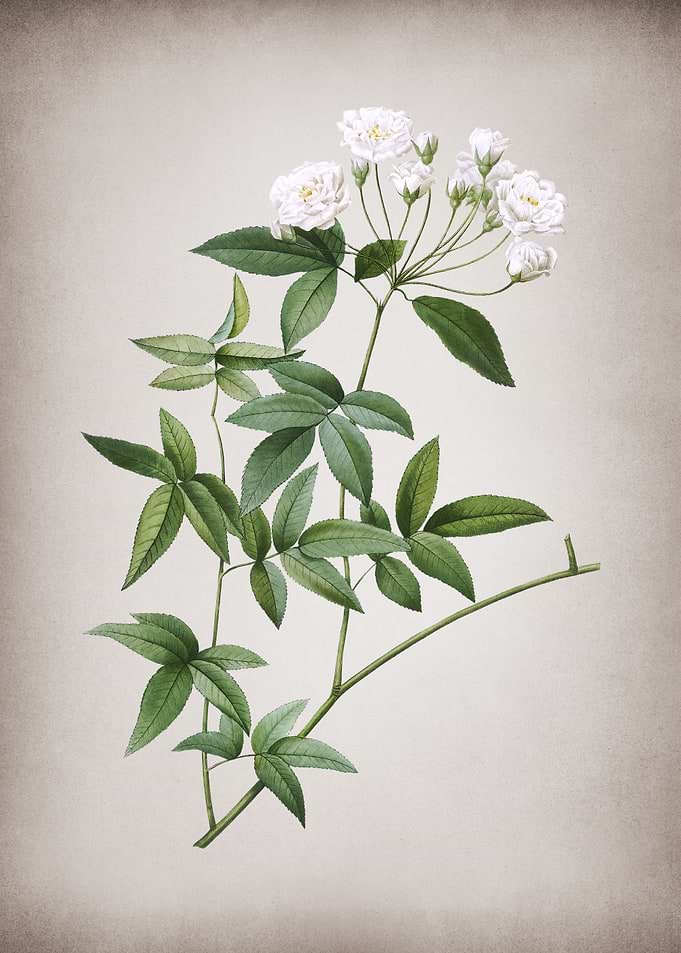 Vintage Lady Banks Rose