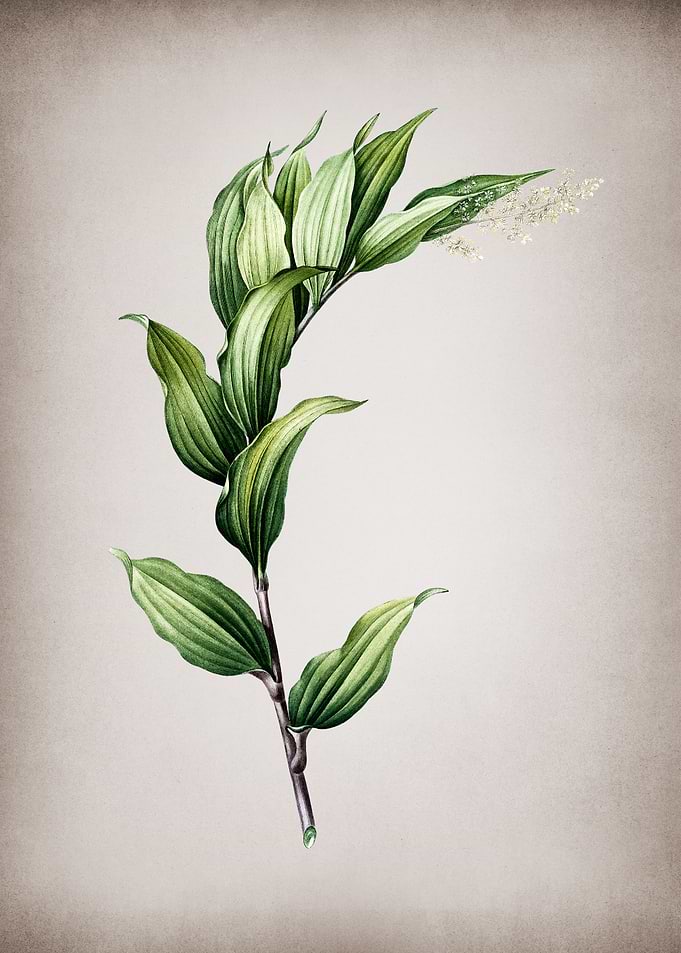 Treacleberry