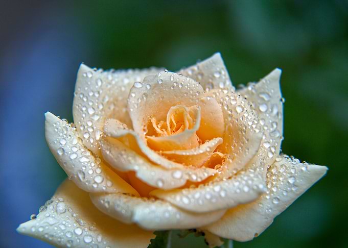 Rose 25